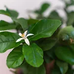 招待所 Casa Del Limone Lemonhousect 卡塔尼亚